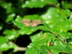 Beautiful and colorful butterfly on the green leaf