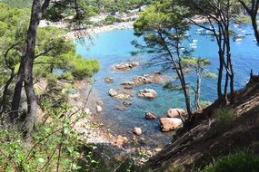 Landscape of the pine trees on a coast