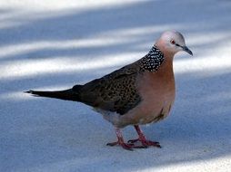 spotted dove outdoor