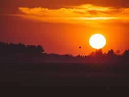 birds over a field at sunset