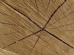 cracked stump