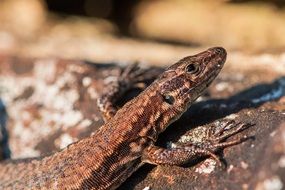 brown lizard on natural stone
