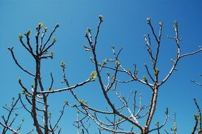 branches with green buds against a bright blue sky