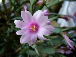 pink easter cactus