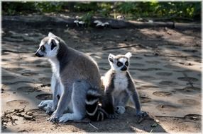 two ring-tailed lemurs