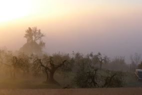 foggy landscape in tuscany