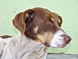 portrait of a brown-headed dog