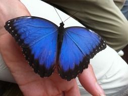 magnificent butterfly bug nature