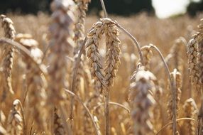 dry wheat ears on the field