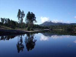 Trees by the lake in Norway
