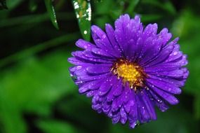 closeup photo of purple flower with a yellow center in drops of water
