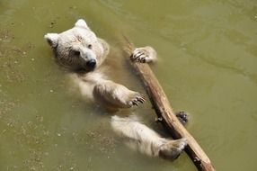 bear floating with a log