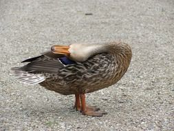 duck in yoga pose