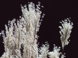 miscanthus sinensis grass with a back light