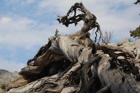twisted wood mountain t