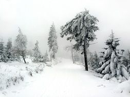 panoramic view of the winter forest in the haze