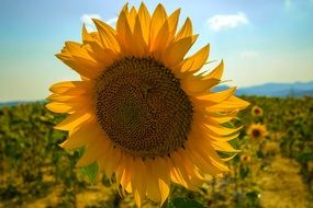 Yellow sunflower in a summer field