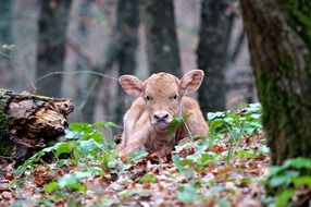 Picture of the little calf in a forest