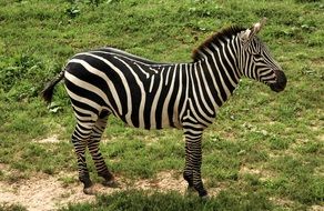 zebra grant