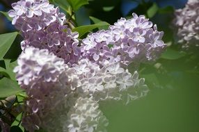 flowers lilac in the mist