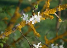 White flowers blossom on the branch