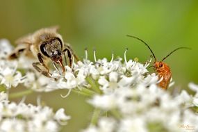 bee and beetle on white flower