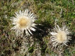 dry thistle flowers in a field