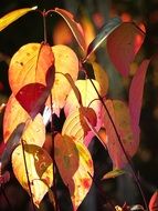 colorful autumn leaves in backlight
