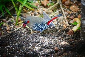 colorful bird in australia