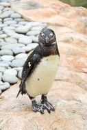 cute penguin in a zoo