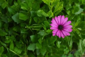 pink flower in green garden