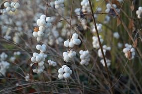 snowberry, Decorative shrub