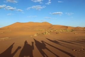 Camels in the Sahara