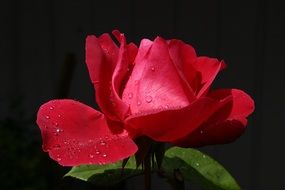 water drops on a rose bud on a black background