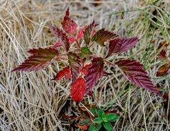 beautiful purple plant in the autumn field