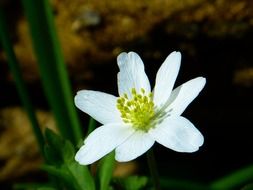 White anemone is a spring flower