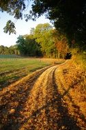 полевая природа осенью