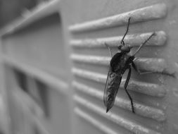 Black and white photo of mosquito on a wall