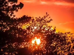 Red sun behind a tree