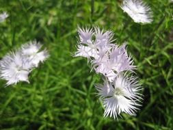 fluffy white purple flowers