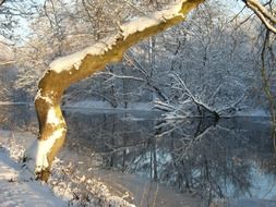 trees in the snow by the lake