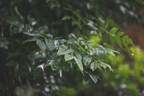 wet tree leaves after rain