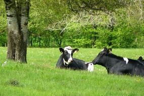 Cows are lying on the grass