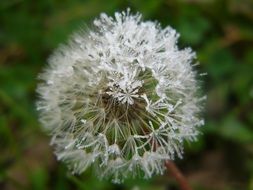 dandelion in the cold