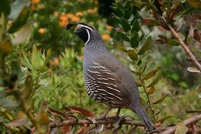 close-up photo of grey quail bird on a branch