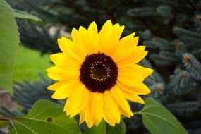 yellow sun flower macro photo