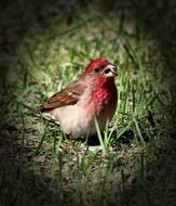 photo of the red wild bird