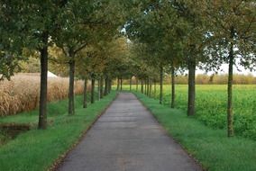 alley between the trees near the field