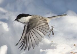 Flight of a beautiful and colorful bird on a background of white clouds in Finland