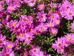 purple aster perennial bloooming at sunny day